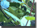 Chameleo africanus